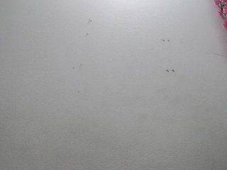 Erootiline videovestlus axe347