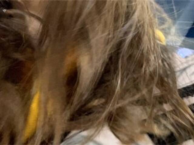 Ringhäälingupildid Eliness