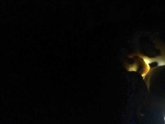 Ringhäälingupildid Dellis