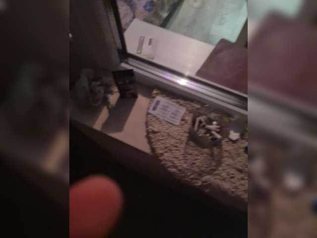 Ringhäälingupildid PussyDevil