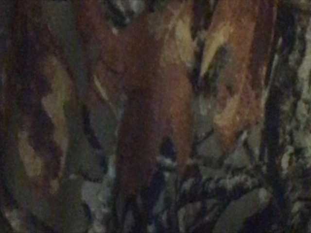 Ringhäälingupildid shawtyyredd