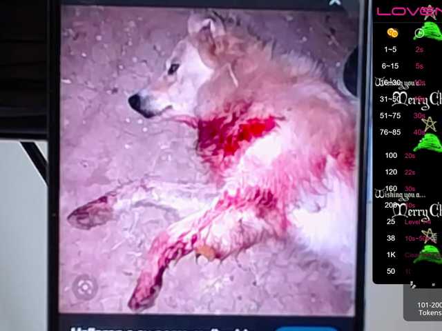 Ringhäälingupildid sofiaclaus