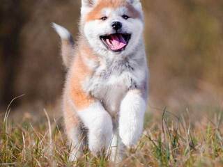 Erootiline videovestlus Val309a